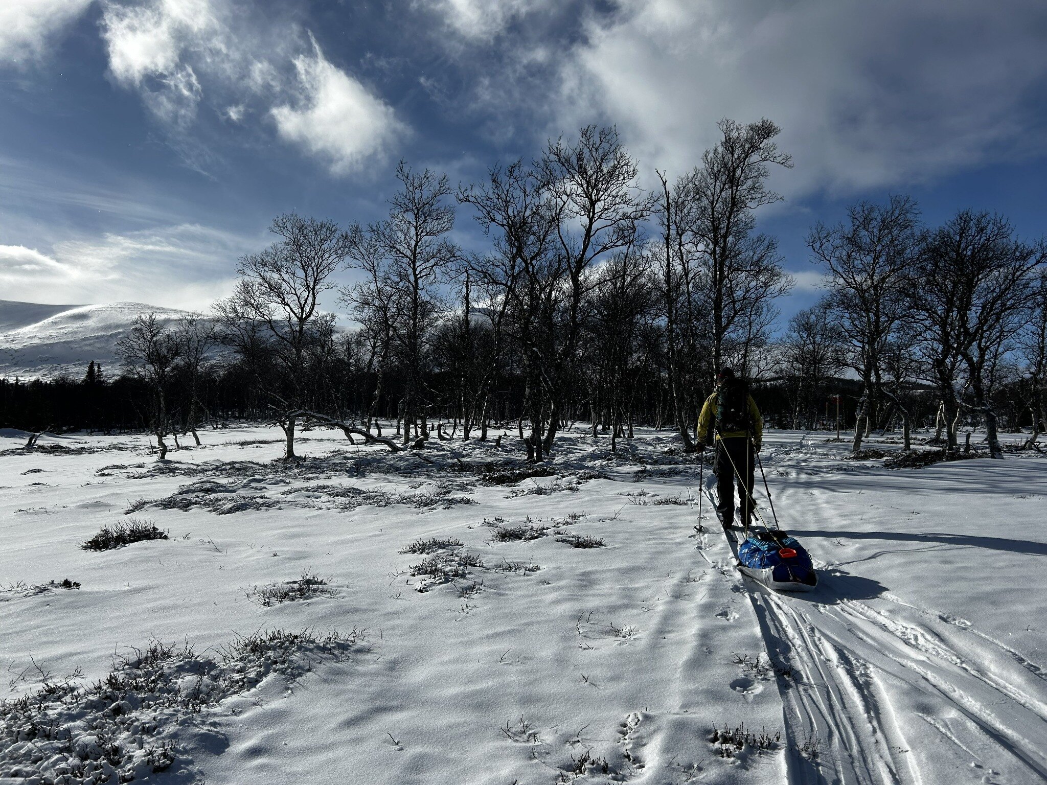 Skiløber med KARG-pulk i fjeldbirkeskov